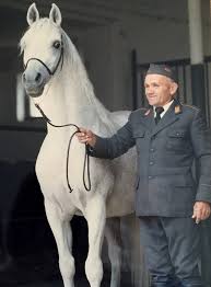 Used by the turkish army, they're taken by poles as spoils of war. Polish Arabian Bloodlines Home Facebook