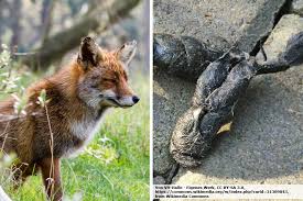 Kot Im Garten Welcher Tierkot Sieht Wie Aus Tiere Erkennen