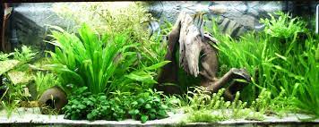 We did not find results for: Which Aquarium Plants Are Best For Your Fish Fishxperts