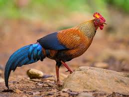 Ayam Hutan Sri Lanka Hewan Ayam Ternak Ayam