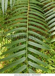 Image result for Faidherbia