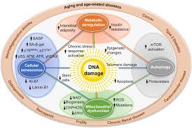 La vitamine b6 (pyridoxine) est l'un des huit membres du complexe de vitamines b. Dna Damage How And Why We Age Elife