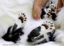 Check out the best photos of toe beans below, then click on the circular buttons below your favorite image to share it instantly with friends and family on facebook, twitter, or pinterest! Polydactyl Or Hemingway Cats Janet Carr