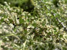 Image result for Gymnosporia buxifolia