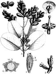 Image result for Strephonema sericeum