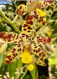 Image result for Ansellia