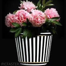 We would like to show you a description here but the site won't allow us. Most Beautiful Flowers Images For Whatsapp Dp Profile Pictures Whatsapp Dp Status Picfaster