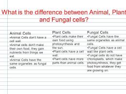 Maybe you would like to learn more about one of these? My Visual Diary By Serena Unmack What Is The Difference Between Animal Plant And Fungal Cells Animal Cells Animal Cells Don T Have A Cell Wall Animal Ppt Download