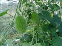 Image result for Cucumis