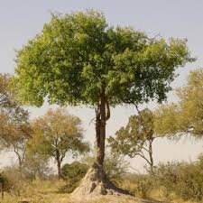 Image result for Berchemia discolor