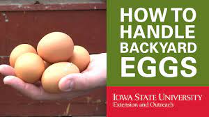Sourcing chickens is the first ethical consideration when it comes to backyard eggs. Backyard Chickens How To Handle Your Backyard Eggs Youtube