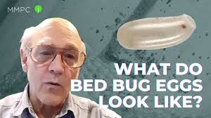 What Do Bed Bug Eggs Look Like? — An Entomologist Explains