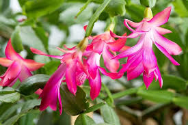 Christmas cactus is a popular houseplant because of its dazzling lilac or pink tubular flowers that bloom for a long time. Christmas Cacti The Houseplant That Keeps On Giving Forever Heraldnet Com