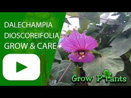 Image result for Dalechampia