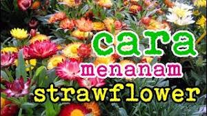 Cara Menanam Bunga Strawflower Youtube