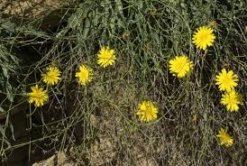 Image result for Launaea