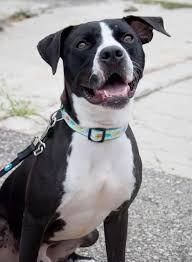 Pin On Adoptable Dogs And Puppies