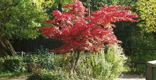 It is always important to choose dwarf ornamental trees that will do well in your locale's hardiness zone. Small Trees For Landscaping Backyard Front Yard Small Spaces