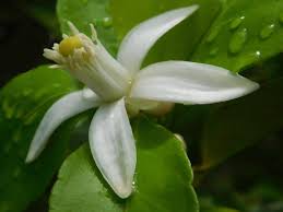 Image result for Rutaceae