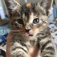 Find a babysitter that fits your needs. Give Your Kitten A Bath With These Simple Tips Animal Humane Society