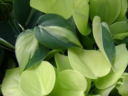 Philodendron Brasil Is An Indestructible Houseplant Steinkopfnursery Plants Foliage Plants House Plants