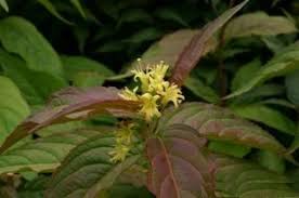 Diervilla x splendens grows to be a small. Kantgetris Wikipedia