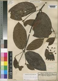 Image result for Sherbournia bignoniiflora