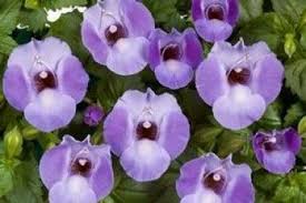 Pin On Annuals