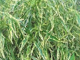 Image result for Acalypha fimbriata