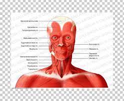 A body muscle diagram is used by different people. Muscle Neck Muscular System Human Body Human Anatomy Png Clipart Anatomy Anterior Triangle Of The Neck