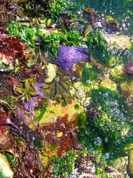 Botanical Beach Bc Canada Juan De Fuca Trail Vancouver Island Beach