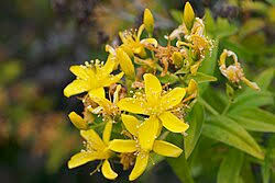 Image result for Hypericum scioanum