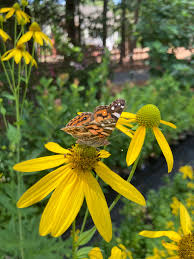 Image result for Rudbeckia laciniata