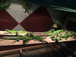 Exotic pet store near me. Authorities Struggle To Control Sales Of Exotic Imported Pets Society Vietnam News Politics Business Economy Society Life Sports Vietnam News