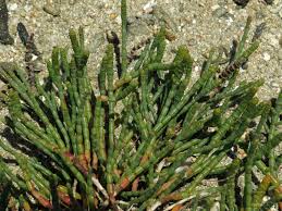 Image result for Sarcocornia