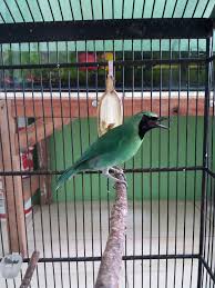 Cara membedakan murai batu trotol yang jantan dan betina bisa dilihat dari bentuk kepalanya. Raffa Bird Shop Posts Facebook