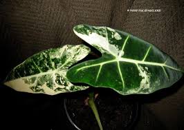 Alocasia Variegated Frydek Variegated Plants Cool Plants Variegated