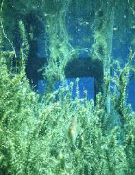 Image result for Hydrilla