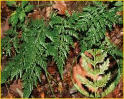 Image result for Asplenium rukararense