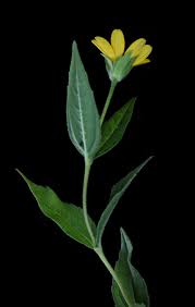 Image result for Aspilia africana