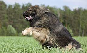 How Much Would Caucasian Mountain Dog Cost Puppy Price Caucasian Mountain Dog Caucasian Shepherd Dog Russian Dog Breeds