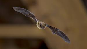 What noise does a baby bat make. Are Bats Mammals Bat Roosts Reproduction More Terminix