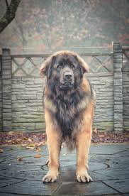 otso lempileijonan aito suomileijona hillhaven leonberger hillhaven dog finland pets hund leonberger leonberger hunde hunde susse tiere