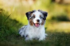 All pups and their parents are kennel club registered. Miniature American Shepherd Dog Breed Information