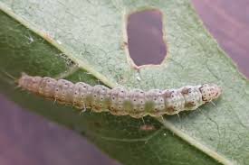 Image result for Altenia scriptella