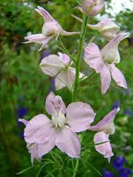 Larkspur Macro These Pretty Flowers Could Add To Your Annual Flowers List Jpg Pretty Flowers Annual Flowers July Birth Flower