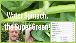 Image result for Ipomoea aquatica