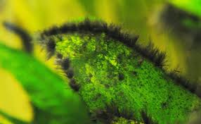 Black Algae In Fish Tank How To Get Rid Of It Black Beard Algae Growing Around The Edges Of A Leaf In Aquarium Aquarium Algae Algae Aquarium