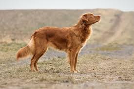 From his concealed blind near the shore, the hunter tosses a stick. Zuchtziele Dyracell S
