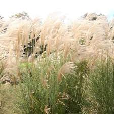 Image result for Miscanthus sinensis